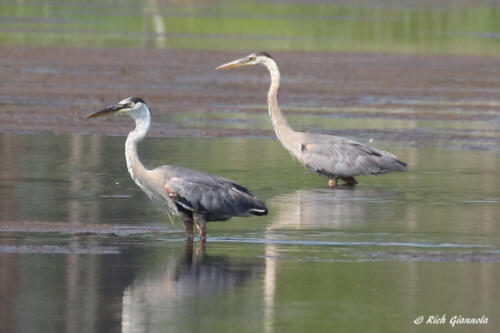 A pair of Great Blue Herons