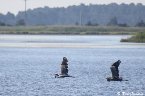 Great Blue Herons