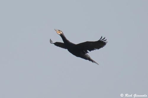 Great Cormorant