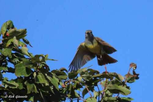 Great-Crested Flycatcher taking off