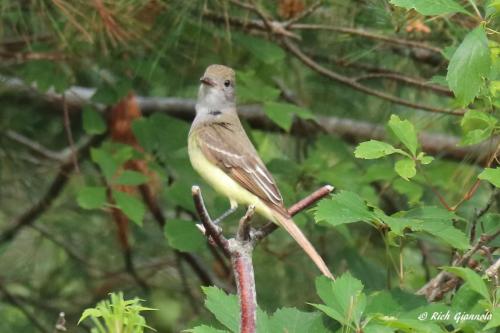 Great-Crested Flycatcher