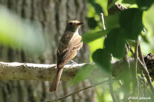 Great-Crested Flycatcher