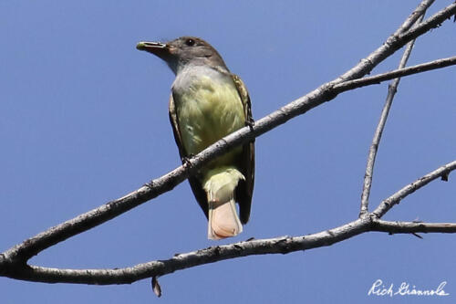 Great-Crested Flycatcher posing in a tree