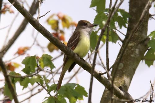 Great-Crested Flycatcher