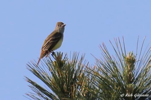 Great-Crested Flycatcher