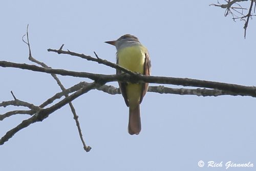 Great-Crested Flycatcher