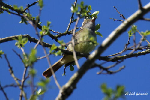 An almost-elusive Great-Crested Flycatcher high in the tree