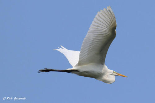 A Great Egret on the wing