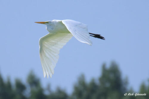 Great Egret on the wing