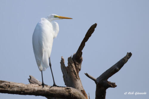 Great Egret looking around