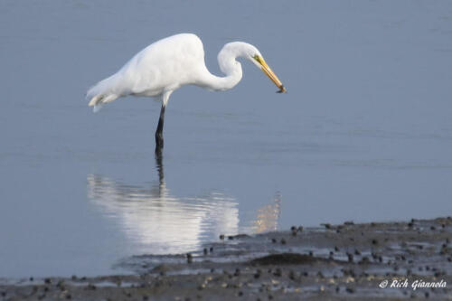 A Great Egret grabs a fish