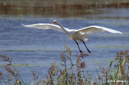 Great Egret landing