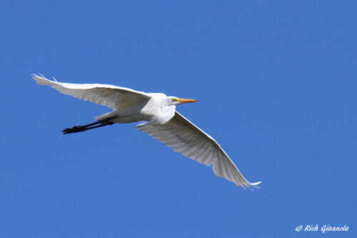 Great Egret on the wing