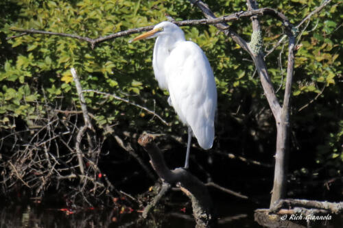 Great Egret at rest