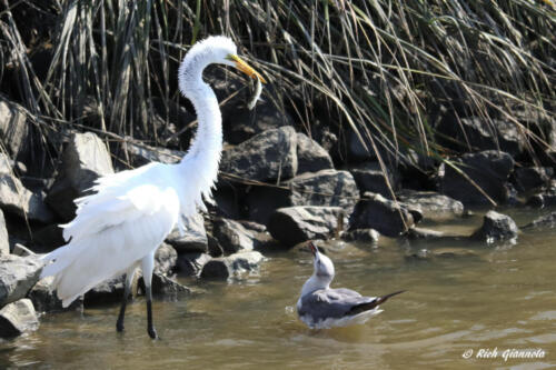 Great Egret with a fish