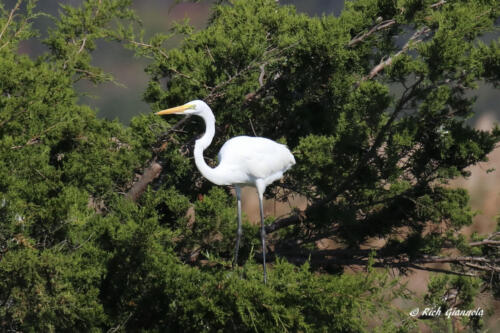 Great Egret resting in a tree