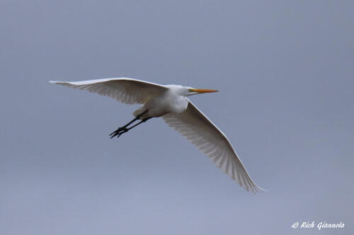 Great Egret cruising by