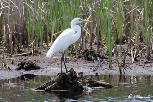 Great Egret