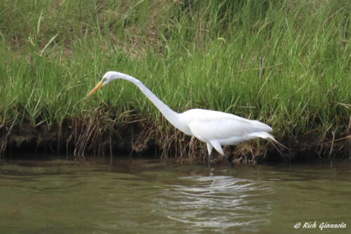 Great Egret