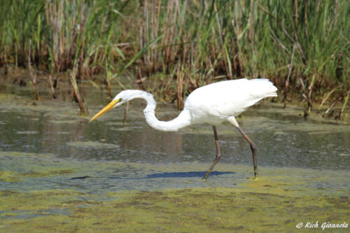 Great Egret