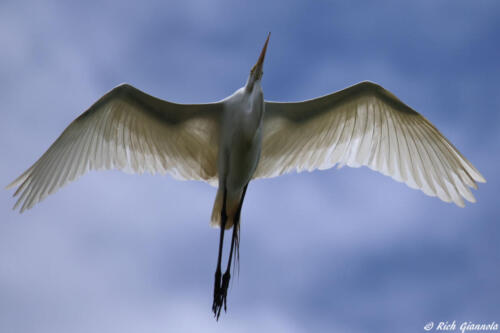 Great Egret