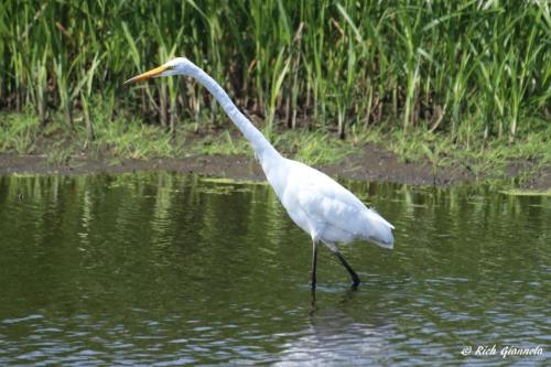 Great Egret