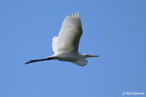 Great Egret