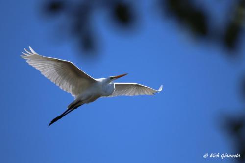 Great Egret