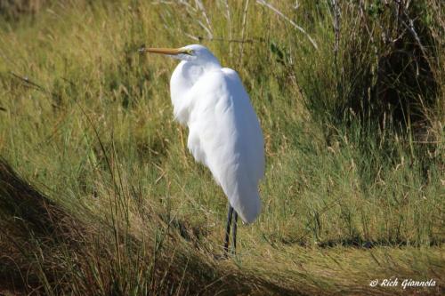 Great Egret