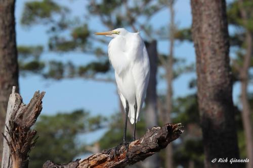 Great Egret