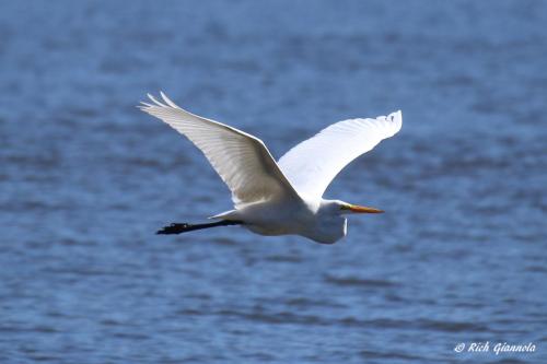 Great Egret