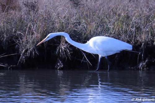 Great Egret