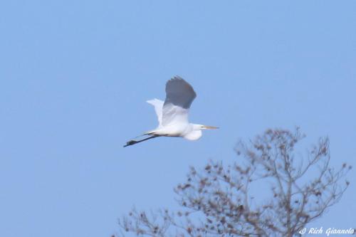 Great Egret