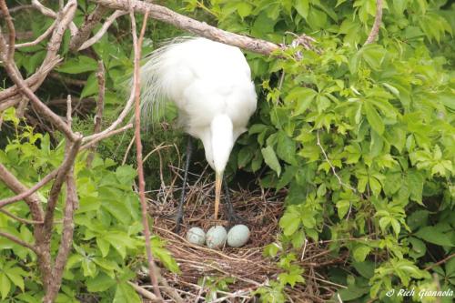 Great Egret