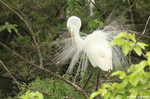 Great Egret