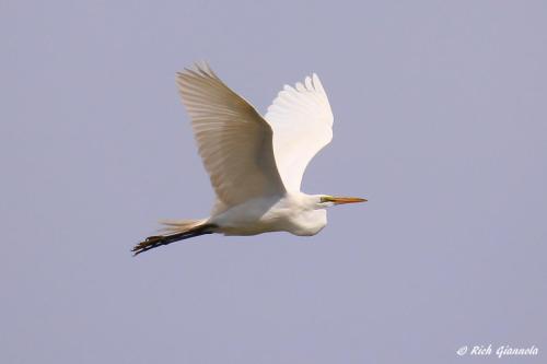 Great Egret