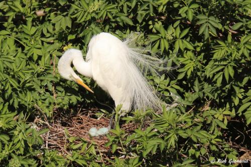 Great Egret