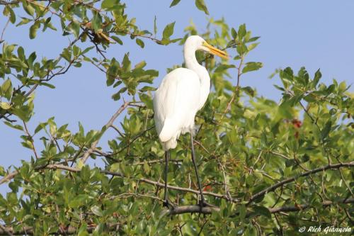 Great Egret