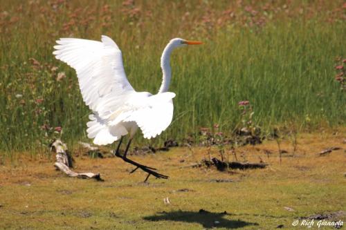 Great Egret