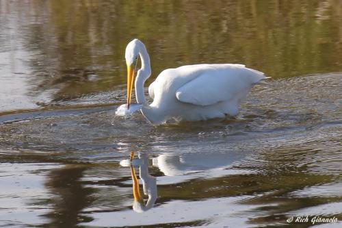 Great Egret