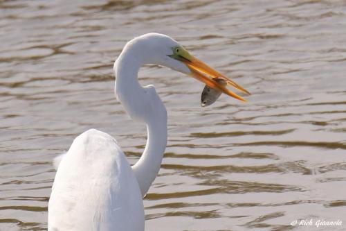 Great Egret