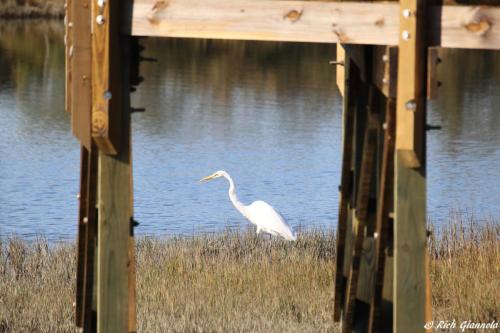 Great Egret