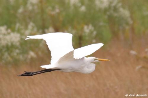 Great Egret