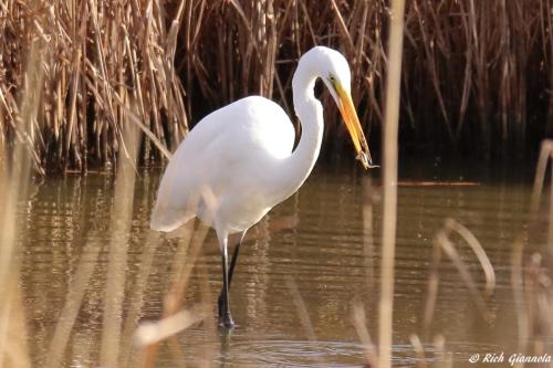 Great Egret