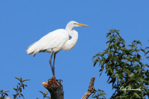 Great Egret in a tree