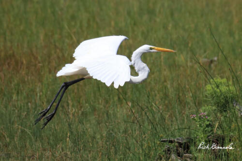 Great Egret about to land