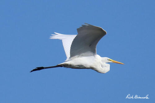 Great Egret in flight