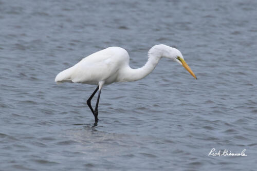 Great Egret searching for food