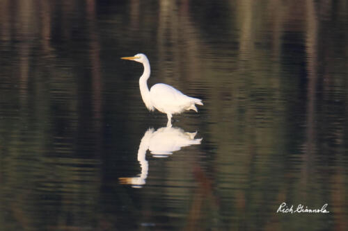 Great Egret reflection on a pond