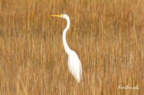 Great Egret standing tall in the grasses